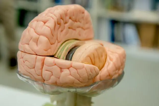 Компьютерная модель, подвергшаяся обратному проектированию, дает новое представление о поведении личинок