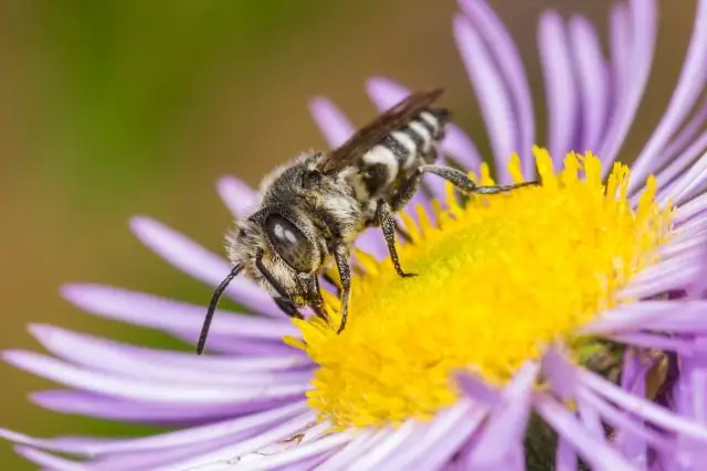 Изучены риски пятнистой лихорадки Скалистых гор: первое всестороннее исследование в Мехикали, Мексика, посвящено распространению болезни