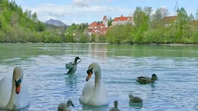 Реакция пингвинов и их птенцов на местную численность рыбы помогает охране морской среды