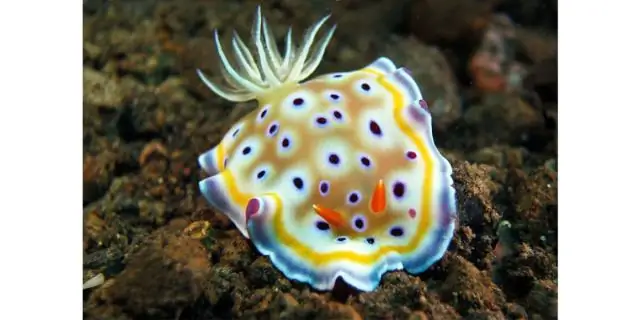 Рыбные изгороди в тропических морях имеют крупномасштабные разрушительные последствия: рыбные изгороди, настолько большие, что их можно увидеть из космоса, вызывают разрушение среды обитания