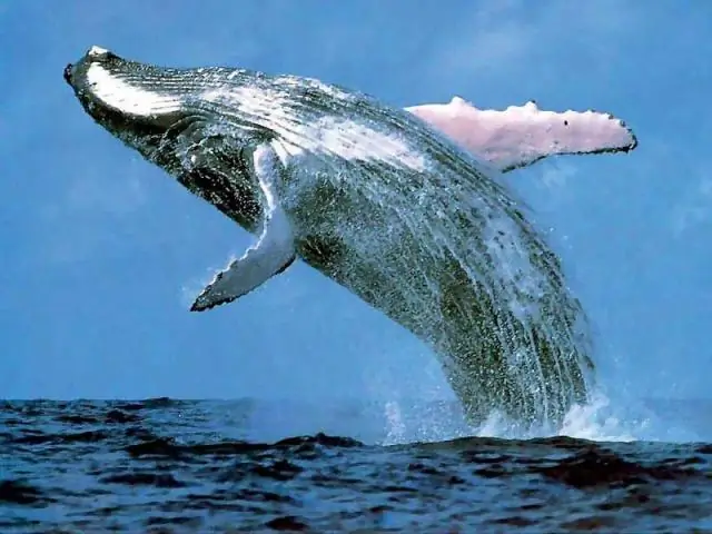 Фламинго, слоны и акулы: как слепые взрослые узнают о внешности животных?