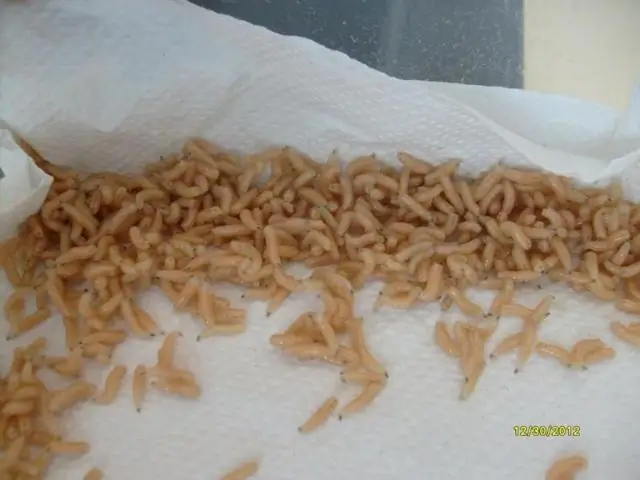 Почему некоторые паразитические черви сохраняются в организме человека