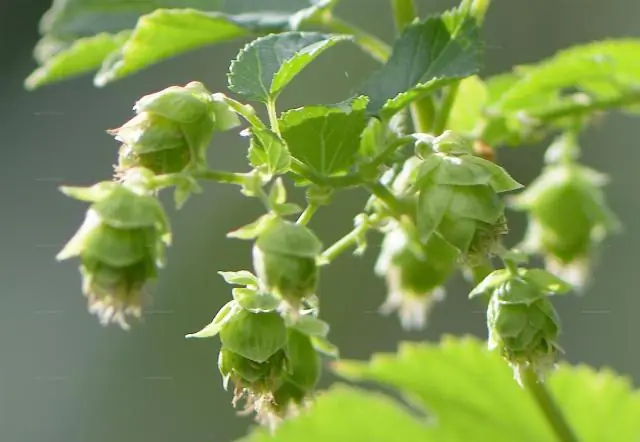 Карта глобального распределения фитопланктона