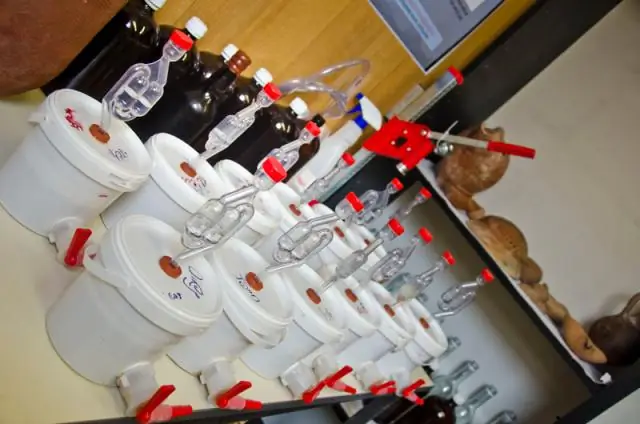 Коктейли с Клеопатрой? Израильские ученые воскресили дрожжи из древних пивных кувшинов, чтобы воссоздать пиво возрастом 5000 лет