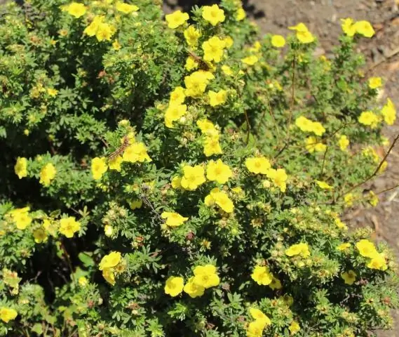 Стволовые клетки растений требуют низкого уровня кислорода