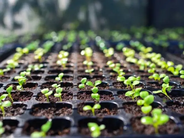 «Четкий» метод редактирования генов у грибов: ученые разработали новый метод редактирования генома мицелиальных грибов на основе платформы CRISPR/Cas9