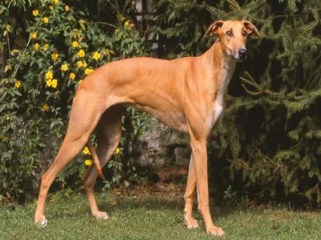 Клещи и клещи являются близкими родственниками, показывают новые исследования