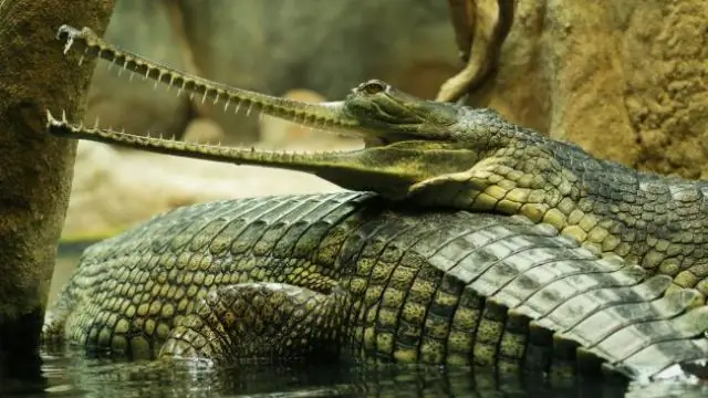 Антибиотики, обнаруженные в некоторых реках мира, превышают «безопасный» уровень, говорится в глобальном исследовании