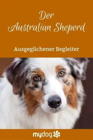 Культовая австралийская рабочая собака, возможно, не является частью динго: генетические данные показывают, что у келпи нет обнаруживаемого динго в их ДНК