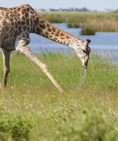 Уровень браконьерства в Африке снижается, но культовое животное все еще находится под угрозой