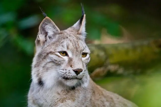 Эффект домино вымирания видов также наносит ущерб биоразнообразию