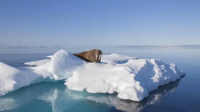 Потепление в Арктике приводит к экстремальным погодным условиям в наших широтах