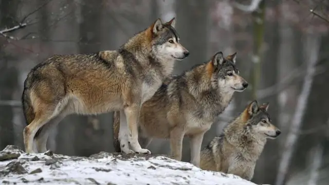 Изучение северной Аляски может переписать историю Арктики: обновление геологических данных связано с ресурсами региона