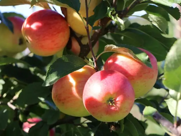 Гнезда некоторых певчих птиц особенно уязвимы для хищников-сорок