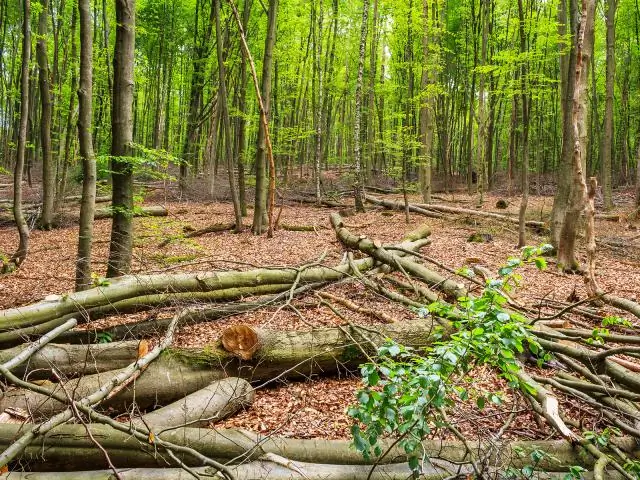Прореживание лесов, предписываемый огонь перед засухой сократили потери деревьев: обработка может уменьшить потери в будущих засухах и эпидемиях короеда