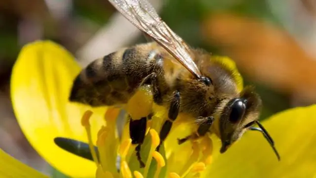 В Беринговом море зафиксирована массовая гибель тупиков: возможно, виноваты климатические сдвиги в питании