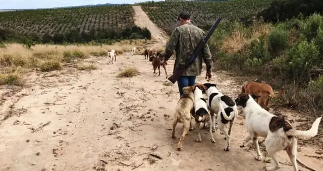 Кабаны, охотничьи собаки и охотники являются переносчиками клещевых бактерий