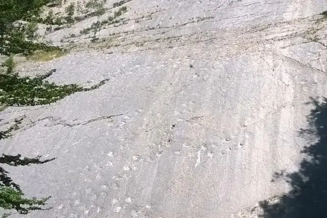 В погоне за динозаврами: отслеживание вымерших видов на древней Земле с помощью биогеографии