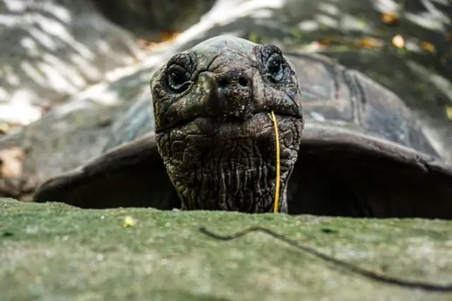 Остров-убежище для лягушек в море вымирания: спланируйте защиту лягушек Новой Гвинеи от губительного хитридиевого грибка