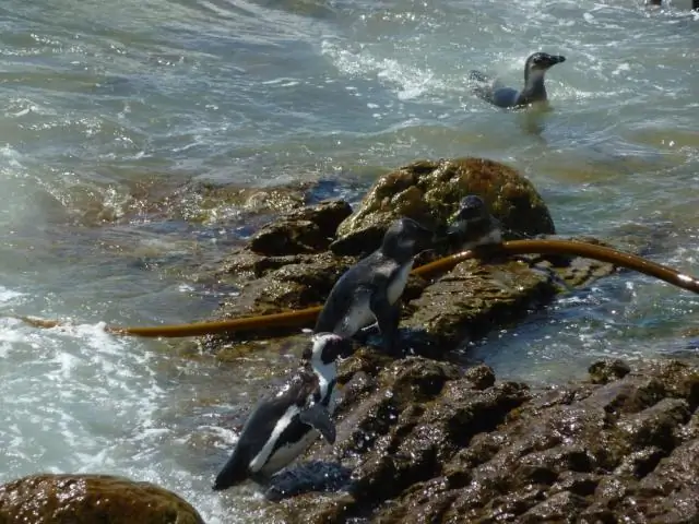 Губки собирают ДНК пингвинов, тюленей и рыб из фильтруемой воды