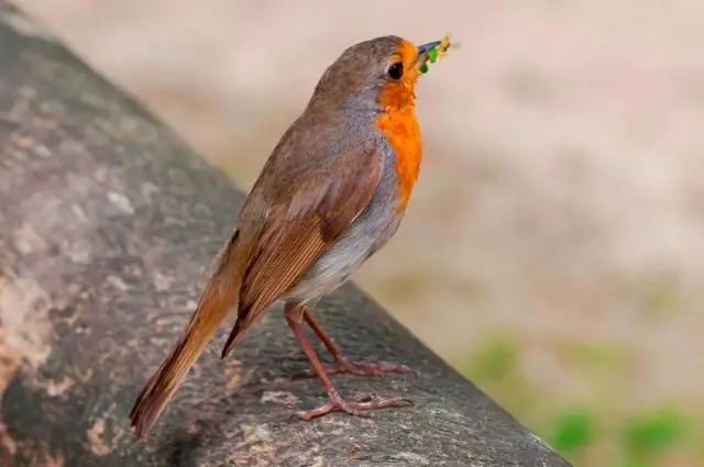 Лягушки находят убежище в следах слонов: исследование показало, что лужи толстокожих - это дома амфибий
