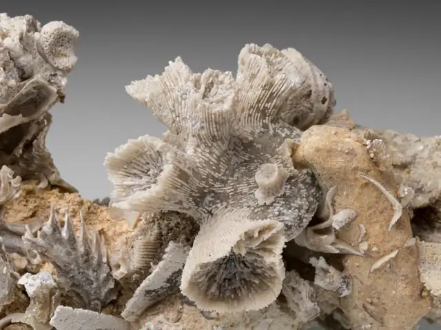 Редкие окаменелости дают более подробную картину биоразнообразия в среднем ордовике