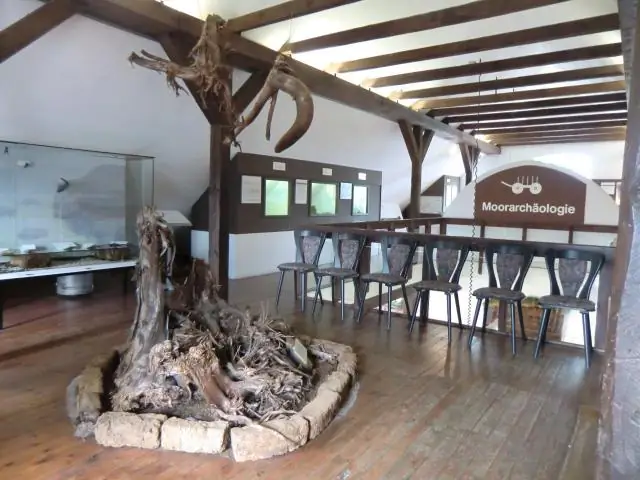 Морда устарела: медленно развивающаяся слоновая акула предлагает новый взгляд на физиологию человека