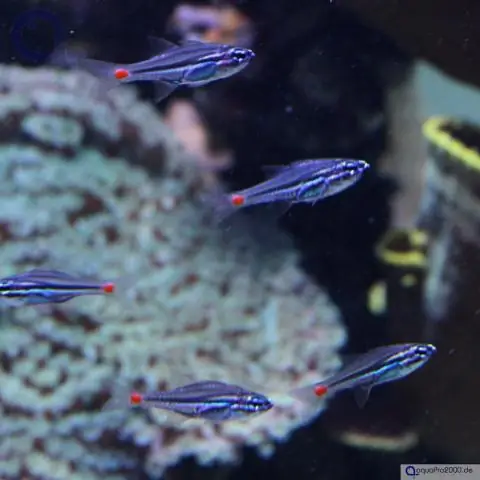 Cardinalfish немного подкрался сбоку