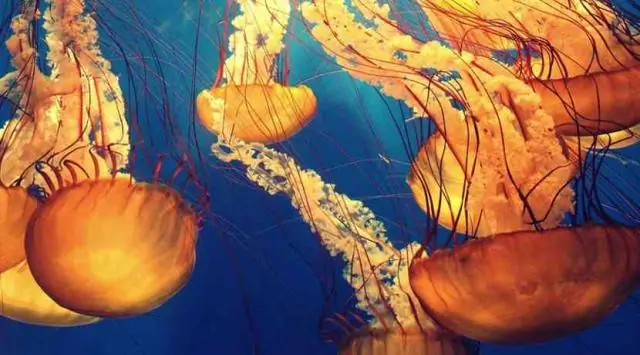 Исследователи выяснили, что делает зубы глубоководных рыб-драконов прозрачными