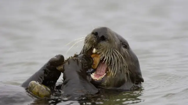 Чтобы увидеть, как вторгшиеся хищники меняют экосистему, понаблюдайте за добычей, говорят исследователи