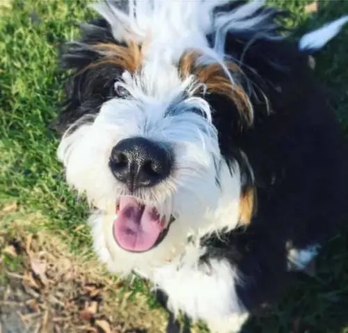 Собаки отражают стресс владельца