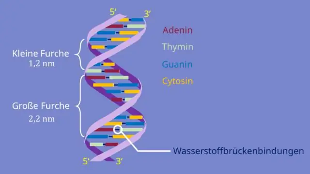 Ядерная архитектура: что организует геном в ядре клетки?