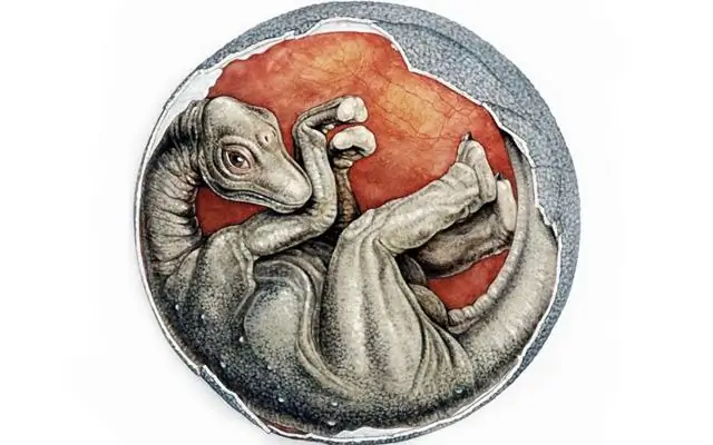 Аргентинские ископаемые уносят семейную историю дубов и буков далеко в Южное полушарие