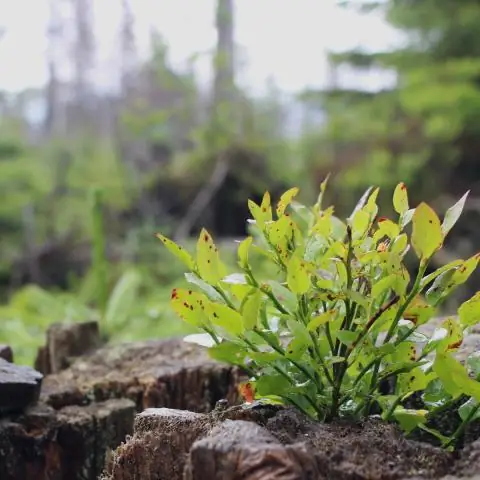 Как передача сигналов брассиностероидами заставляет корни расти дольше при дефиците азота