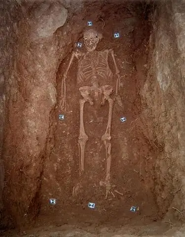 Древняя ДНК из римских и средневековых виноградных косточек раскрывает происхождение виноделия