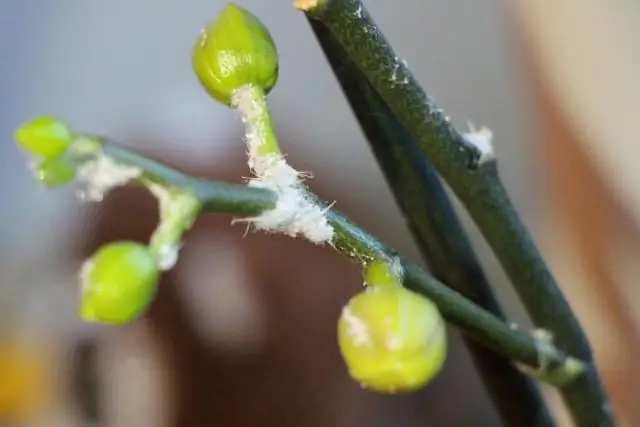 Борьба с болезнями, переносимыми комарами, с помощью бактерий