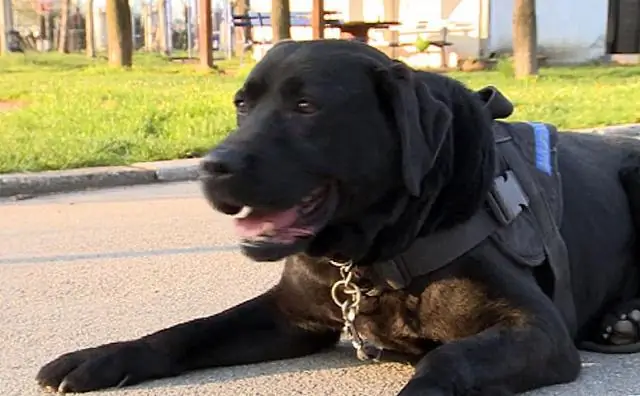 Ученые обнаружили маловероятного виновника удобрения северной части Тихого океана: азиатскую пыль