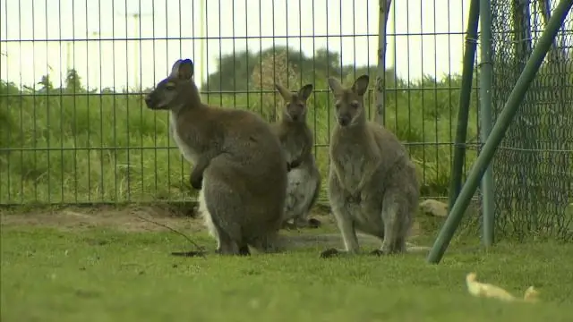 Короткая жизнь Must Farm: последние десятилетия бронзового века в Британии