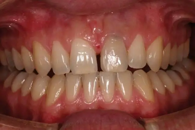 Преимущества отличия: шесть различных «цветовых морфов» азиатской золотой кошки обнаружены в индийском штате Аруначал-Прадеш