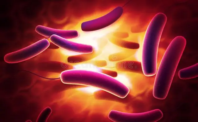 Бактерии, такие как кишечная палочка, обнаруживаются за считанные минуты с помощью новой технологии