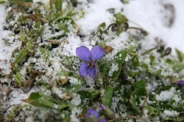 Внешние кольца с комплексом ядерных пор: больше не «один размер подходит всем»