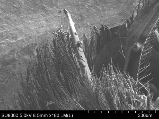 Микроскопическая топографическая карта клеточных функций