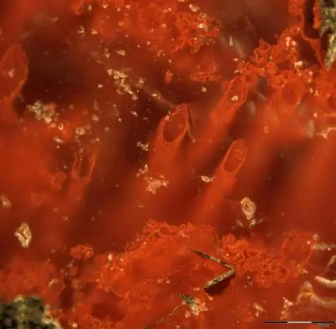 В Австралии обнаружен новый «король» окаменелостей: «T. рекс трилобитов имел огромные ноги с шипами для дробления, измельчения