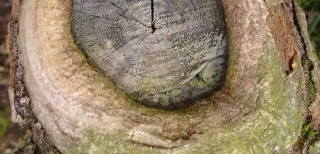 Выборочной вырубки будет недостаточно для производства древесины в Амазонии