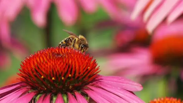 Взаимодействия между вирусами растений и насекомых