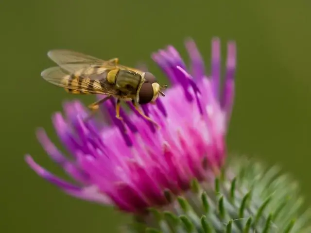 Перелетные журчалки являются «ключевым фактором», так как многие насекомые сокращаются