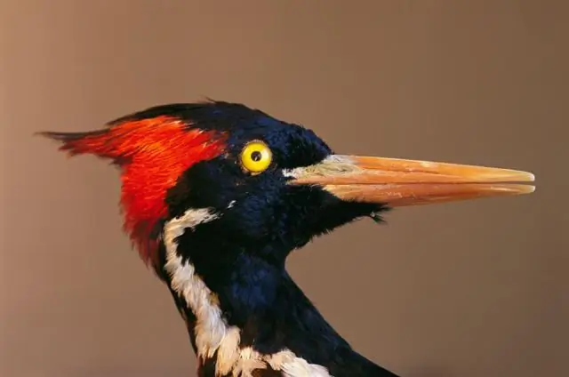 Сложная судьба антарктических видов в условиях меняющегося климата