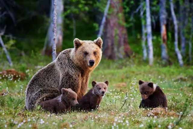 Рысь в Турции: неинвазивный сбор образцов дает представление о генетическом разнообразии
