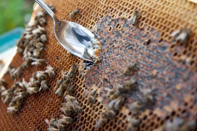 Пчелы необходимы для создания отличного урожая черники: южные черничные пчелы - лучшие