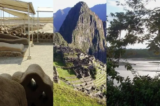 Исследование раскрывает новые геномные корни экологической адаптации в эволюции белого медведя: как естественный отбор повлиял на количество копий генов